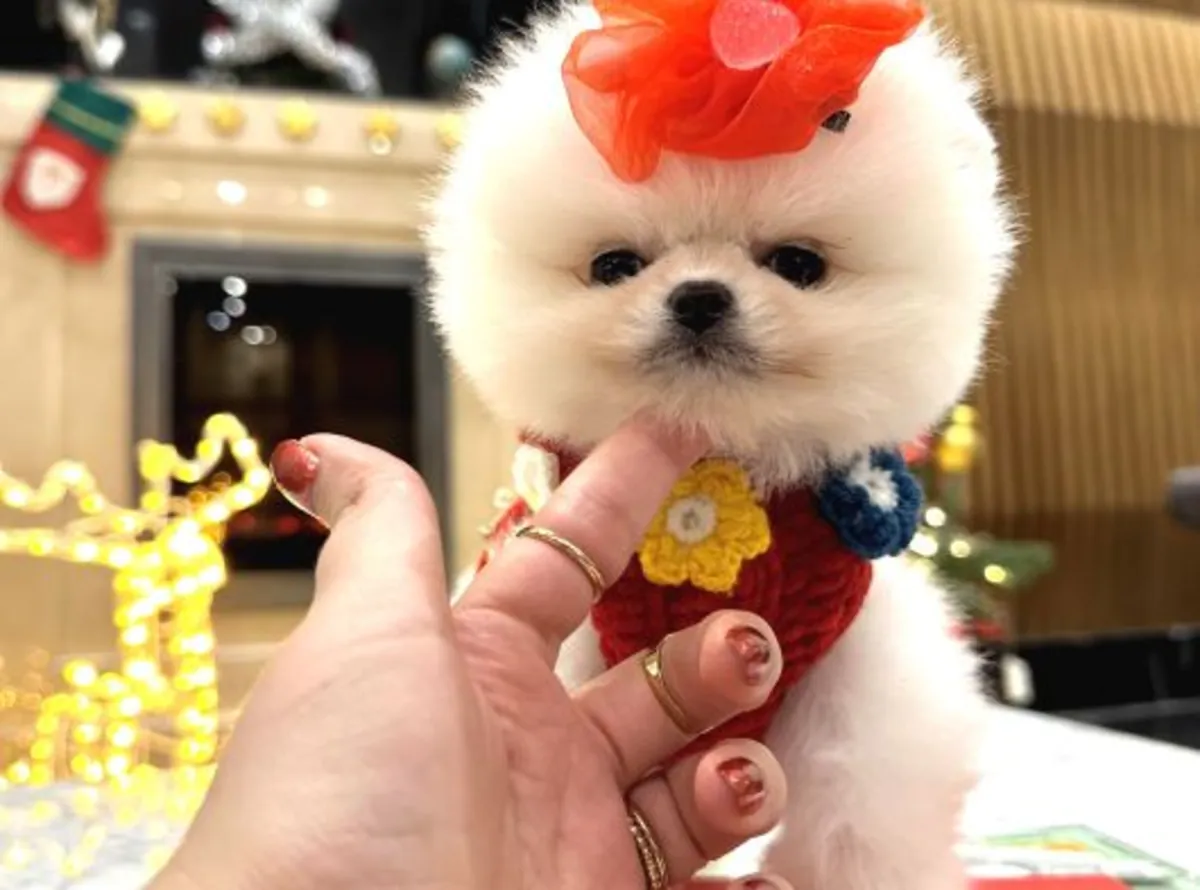 Beautiful Pomeranian female with calm temperament