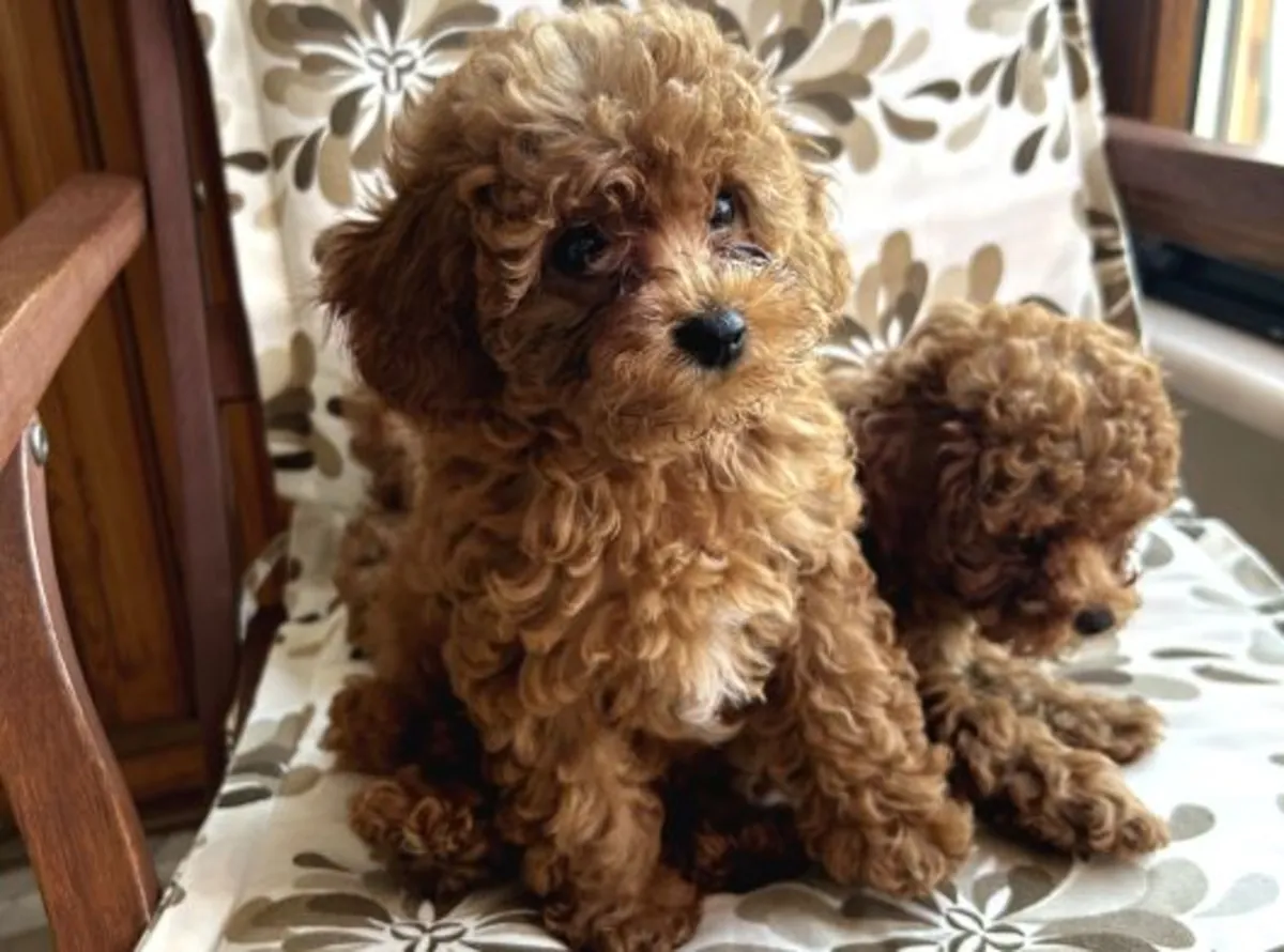 Toy Poodle male puppy with excellent home manners