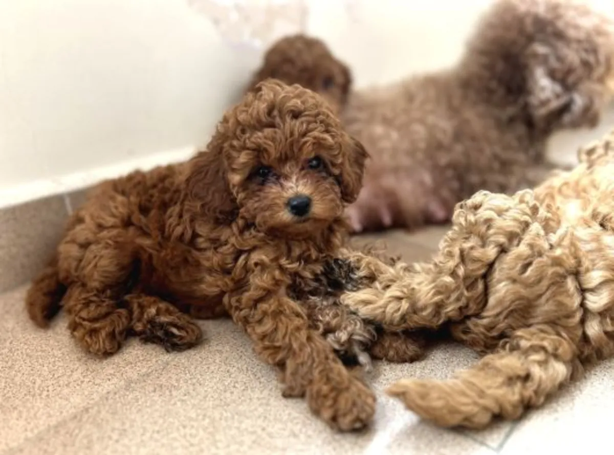 Toy Poodle male puppy with excellent home manners