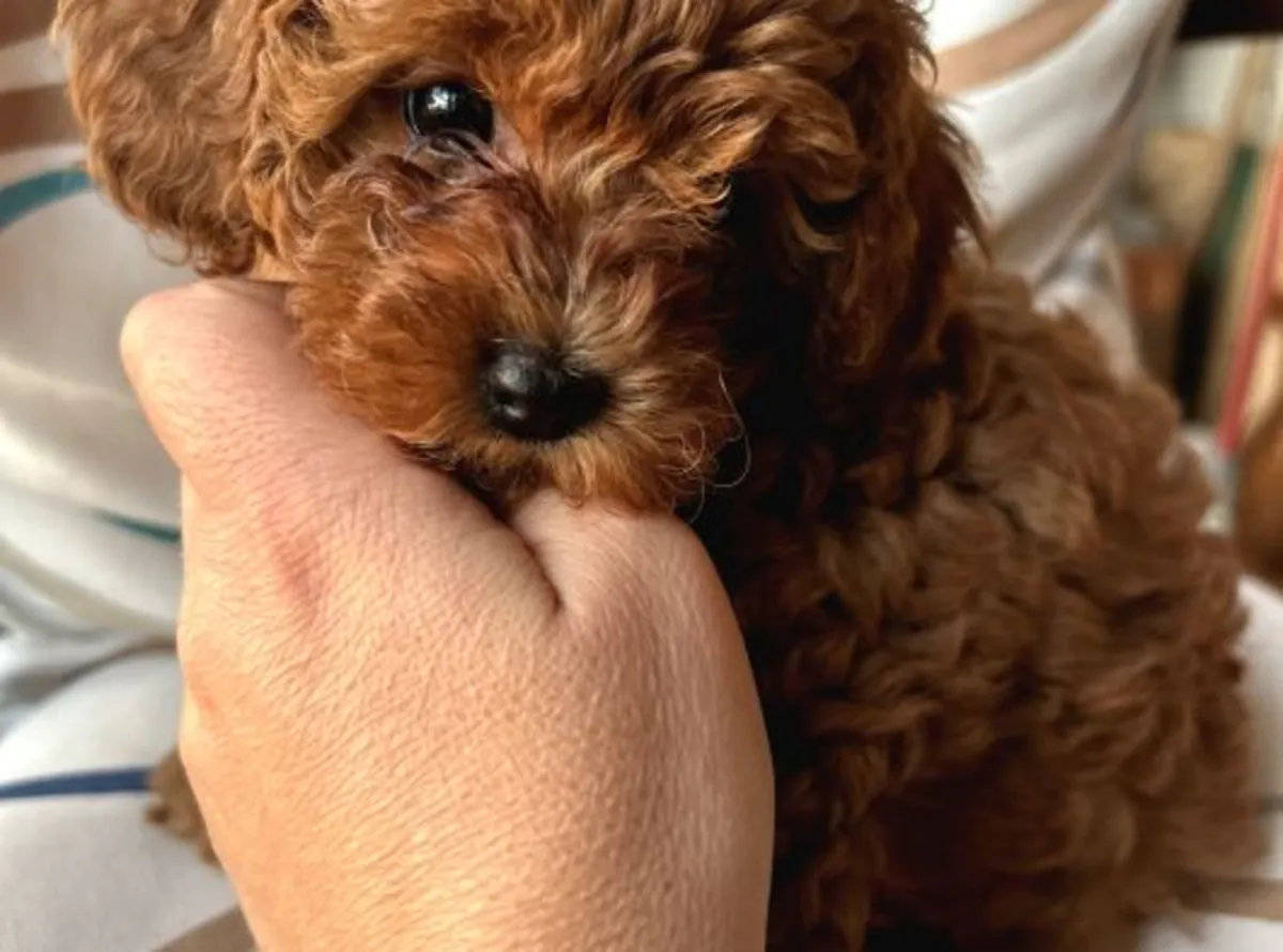 Toy Poodle male puppy with excellent home manners