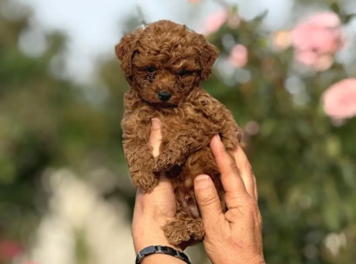 Well-raised Poodle female puppy, very people-oriented