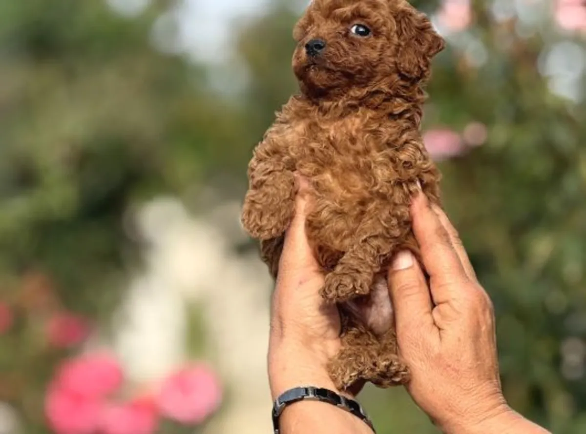 Well-raised Poodle female puppy, very people-oriented