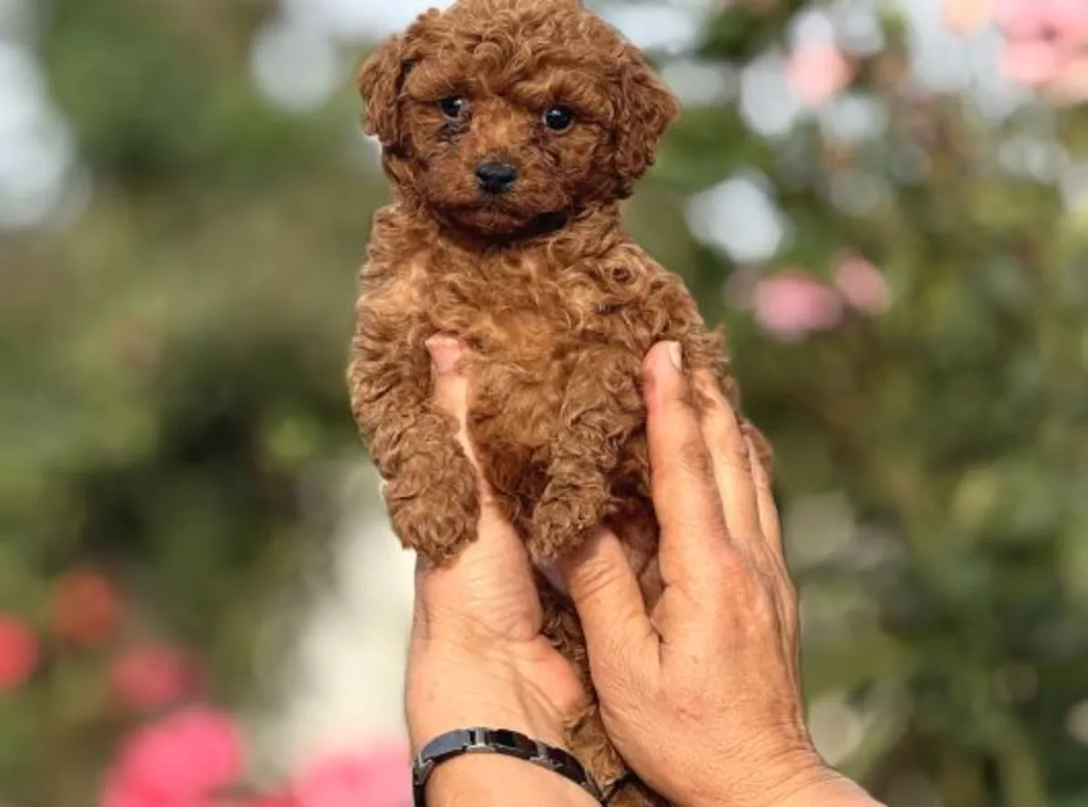 Well-raised Poodle female puppy, very people-oriented