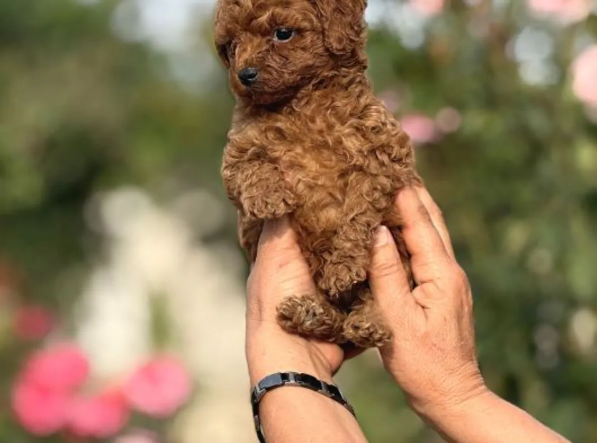 Well-raised Poodle female puppy, very people-oriented