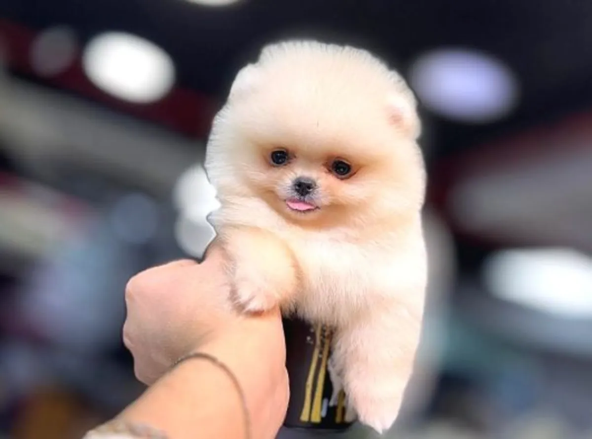 Ev ortamında büyümüş sağlıklı Pomeranian erkek yavru