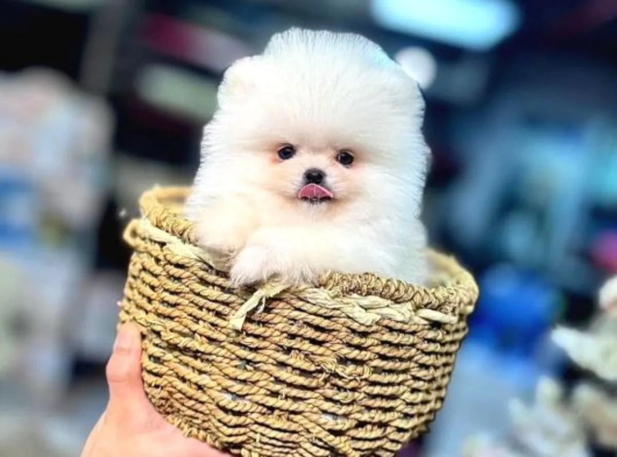 Ev ortamında büyümüş sağlıklı Pomeranian erkek yavru