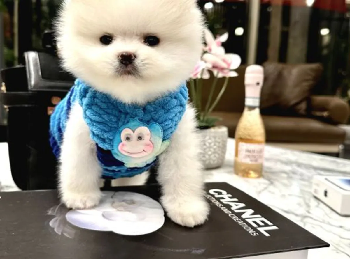 Sevecen karakterli dişi Pomeranian yavru