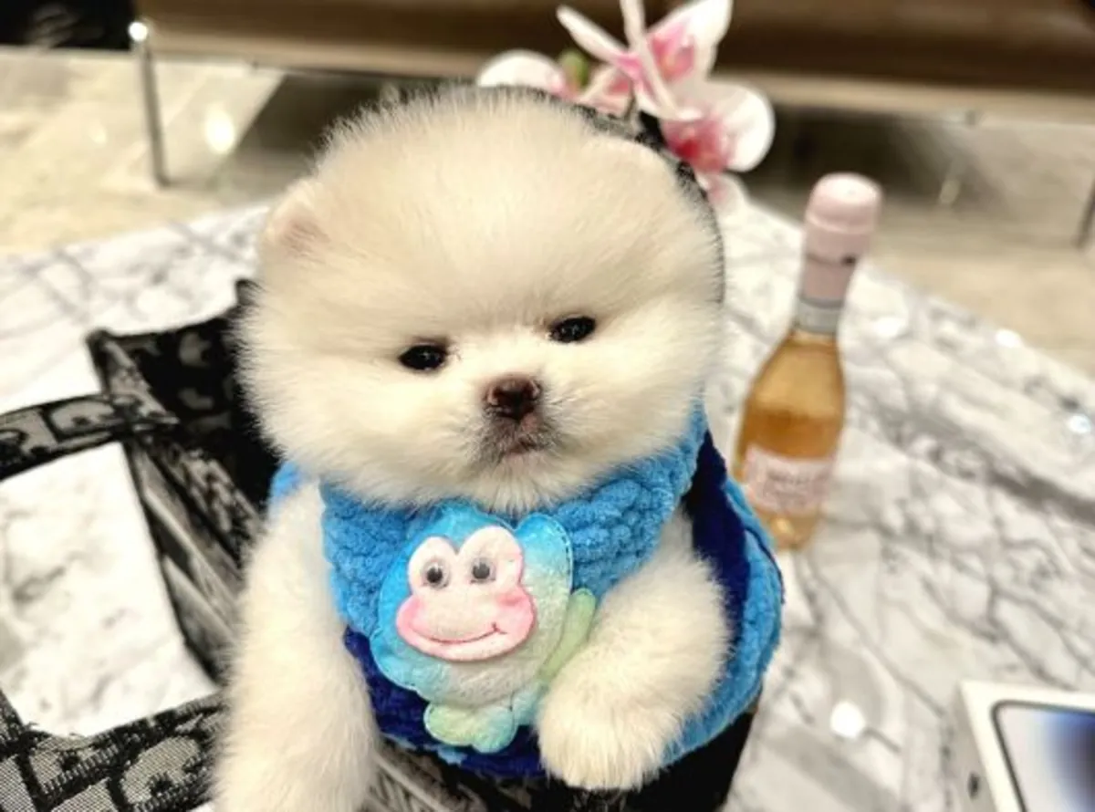 Sevecen karakterli dişi Pomeranian yavru