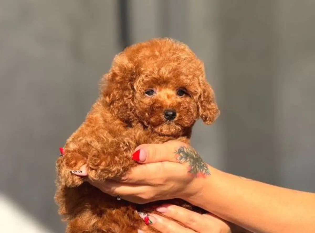 Zeki ve oyuncu Toy Poodle erkek yavru