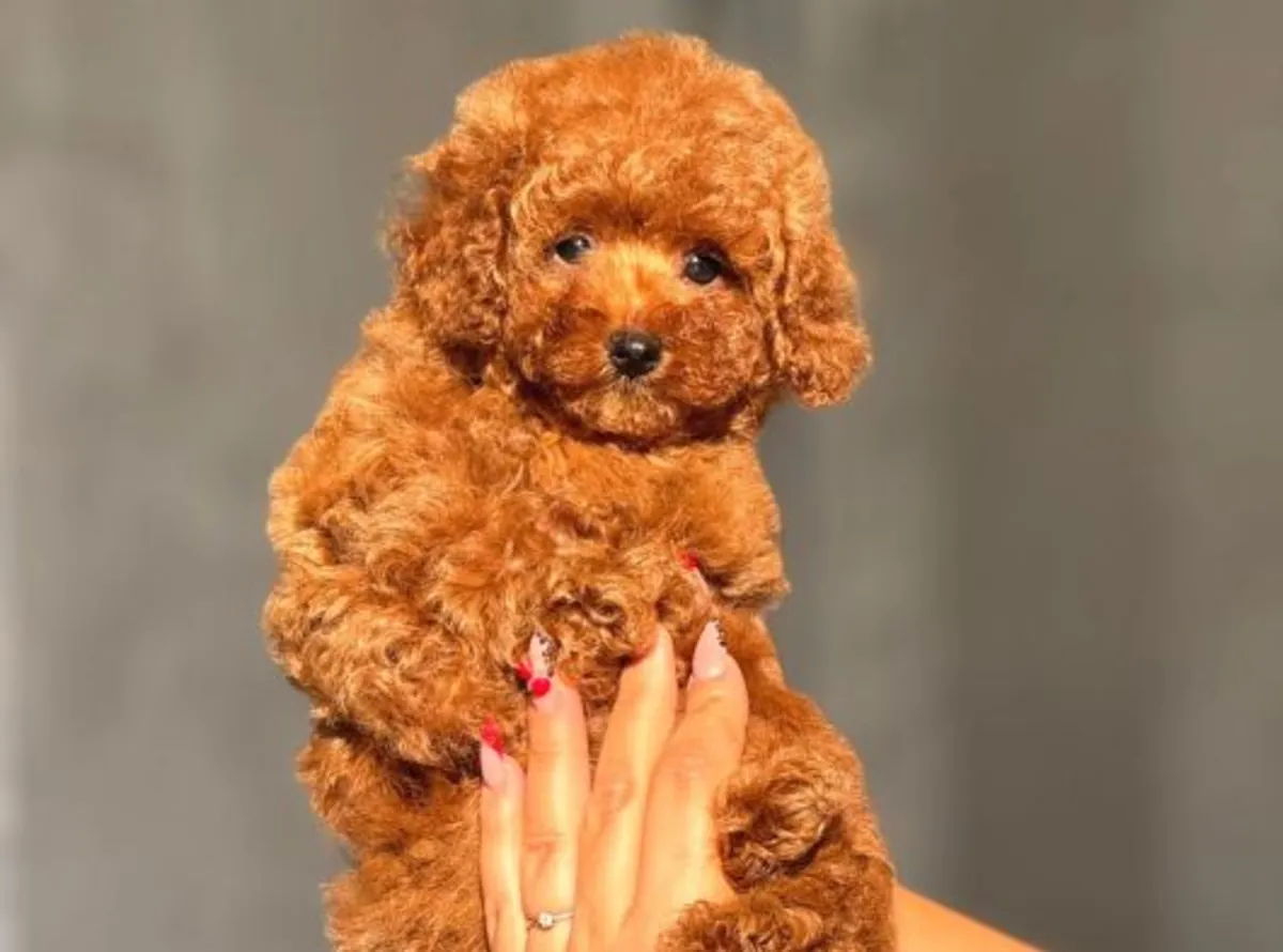 Zeki ve oyuncu Toy Poodle erkek yavru