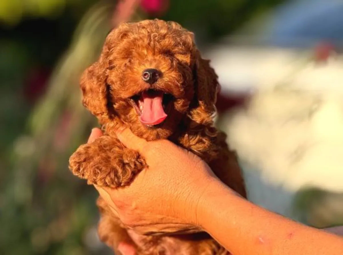 İnsan odaklı, sakin dişi Toy Poodle yavru