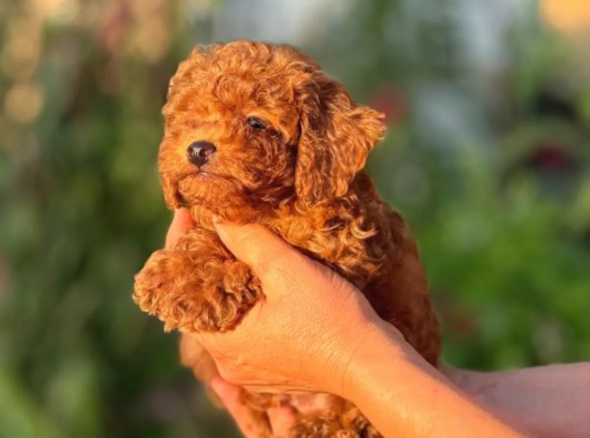 İnsan odaklı, sakin dişi Toy Poodle yavru