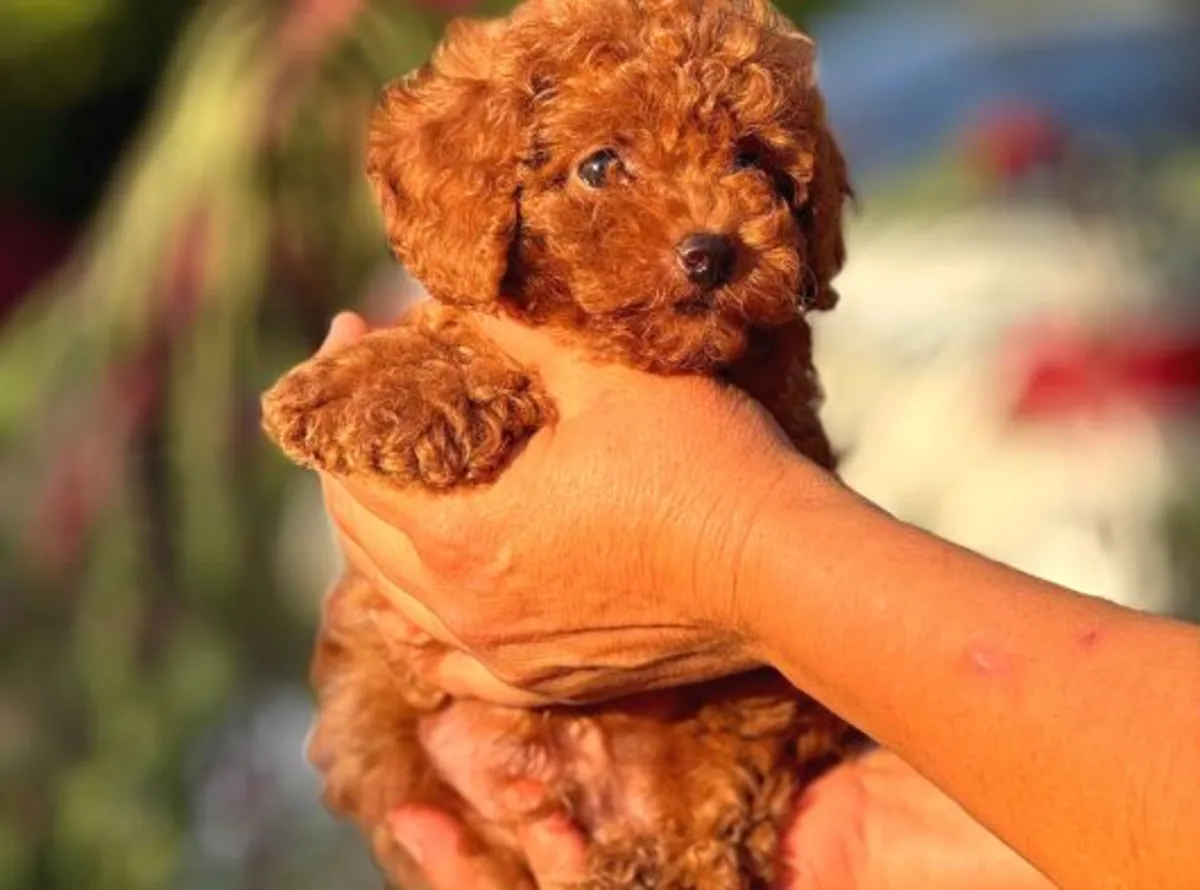 İnsan odaklı, sakin dişi Toy Poodle yavru