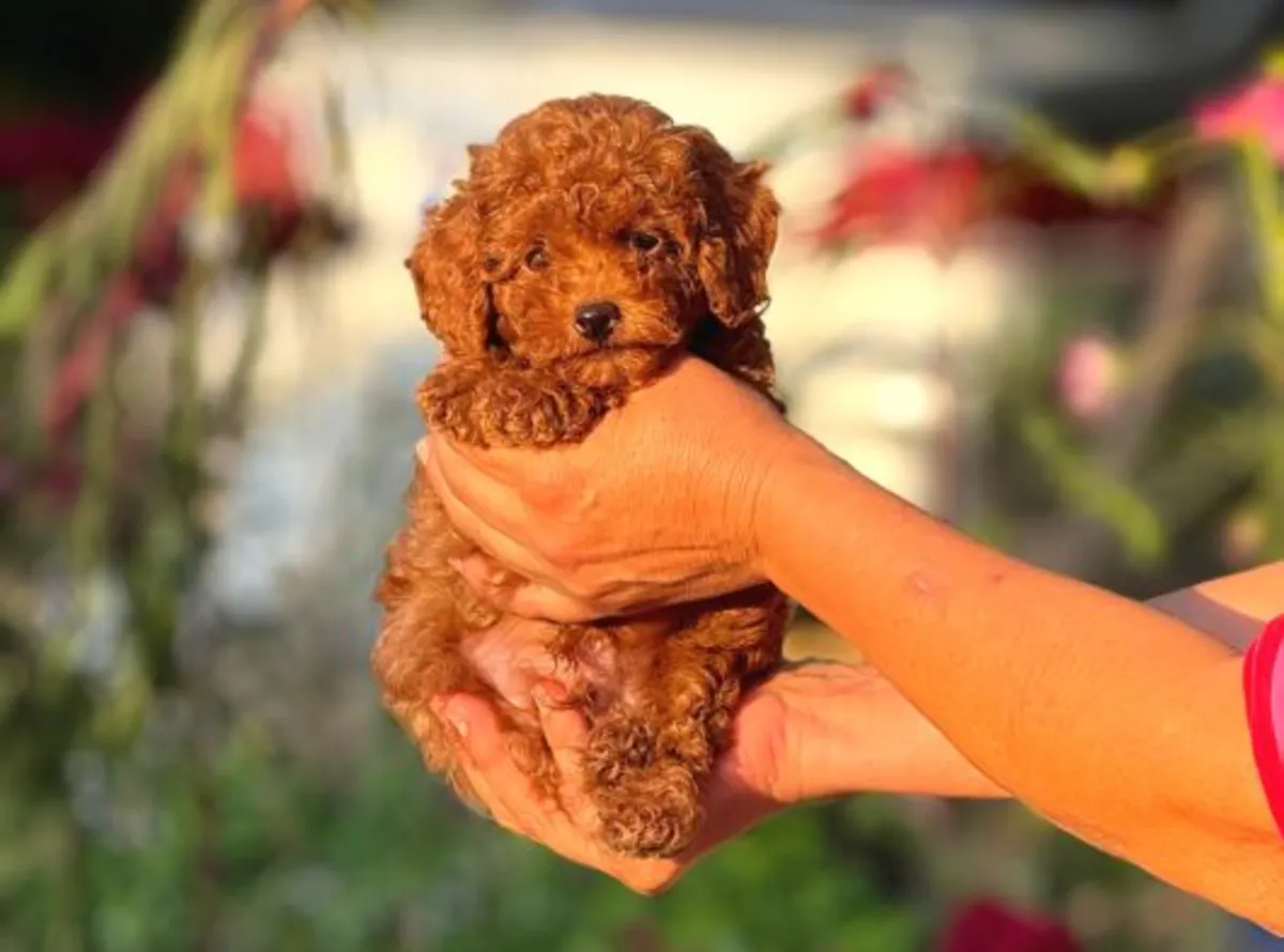 İnsan odaklı, sakin dişi Toy Poodle yavru