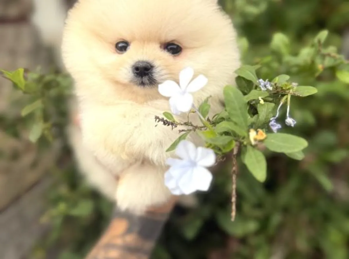 Cachorro de Pomerania macho criado en un entorno familiar.