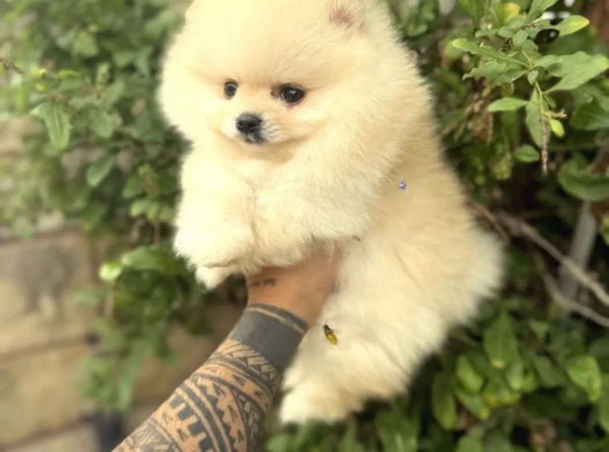 Cachorro de Pomerania macho criado en un entorno familiar.
