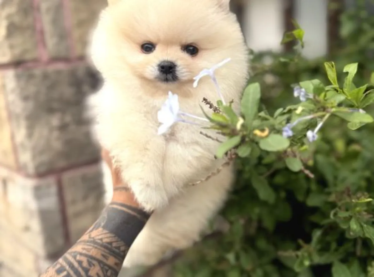 Cachorro de Pomerania macho criado en un entorno familiar.