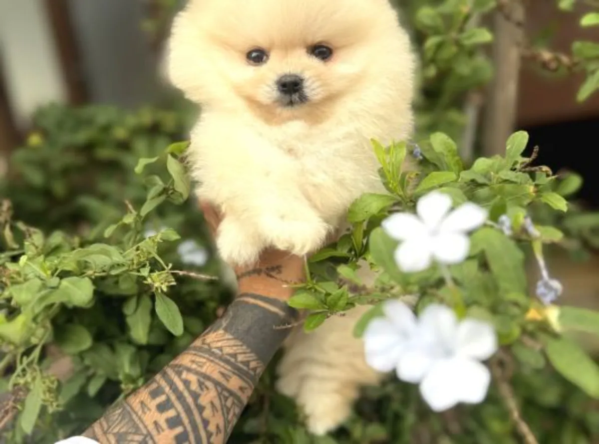 Cachorro de Pomerania macho criado en un entorno familiar.