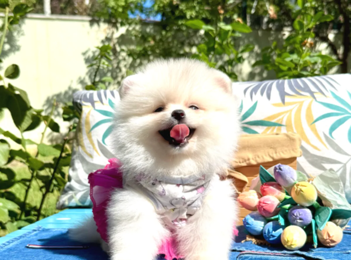 Hermosa hembra Pomeranian muy cariñosa y tranquila