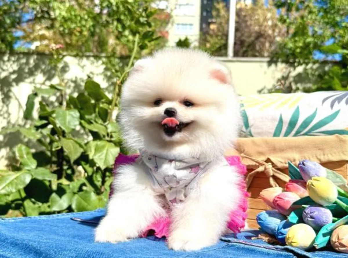 Hermosa hembra Pomeranian muy cariñosa y tranquila