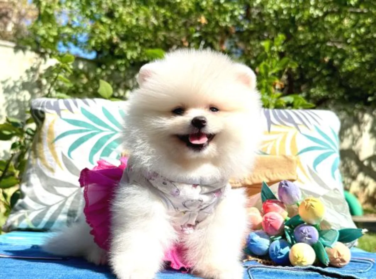 Hermosa hembra Pomeranian muy cariñosa y tranquila