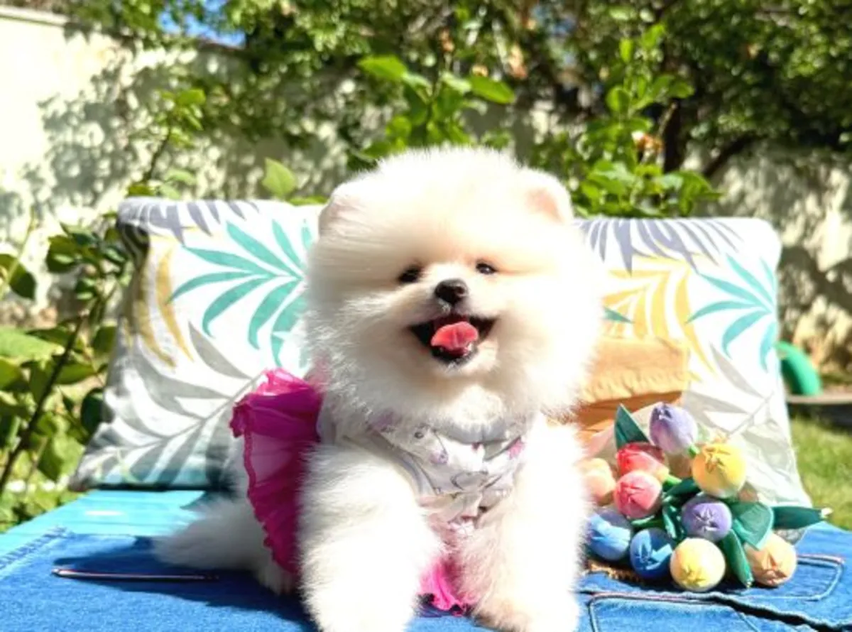 Hermosa hembra Pomeranian muy cariñosa y tranquila