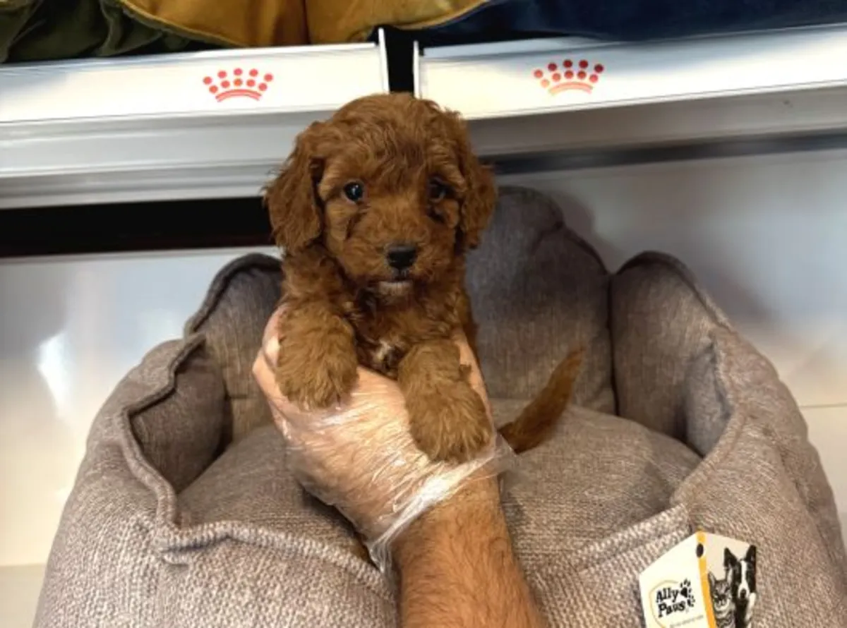 Cachorro Toy Poodle macho inteligente y muy atento