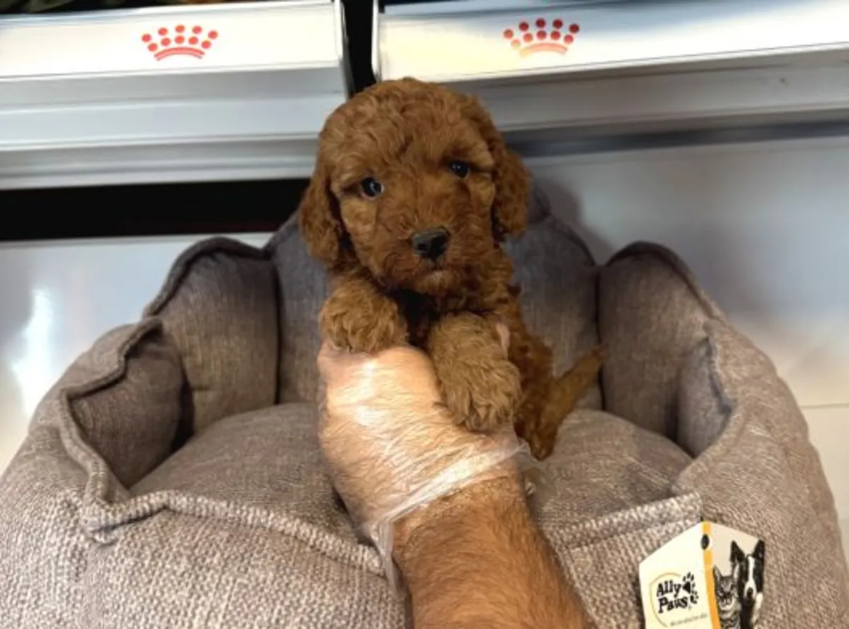 Cachorro Toy Poodle macho inteligente y muy atento