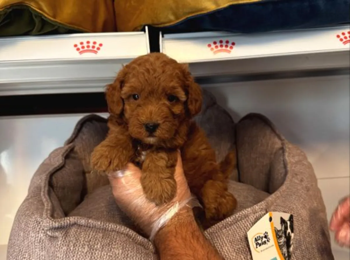 Cachorro Toy Poodle macho inteligente y muy atento