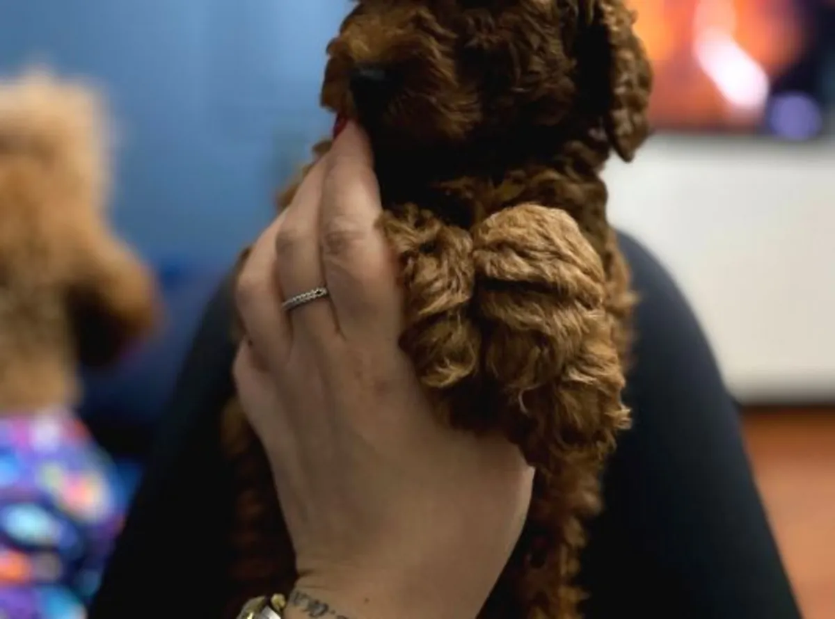 Preciosa hembra Poodle muy orientada a las personas