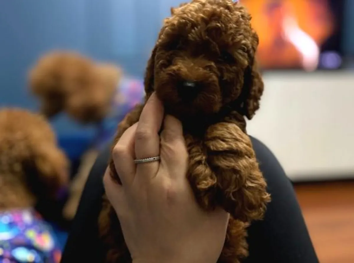 Preciosa hembra Poodle muy orientada a las personas