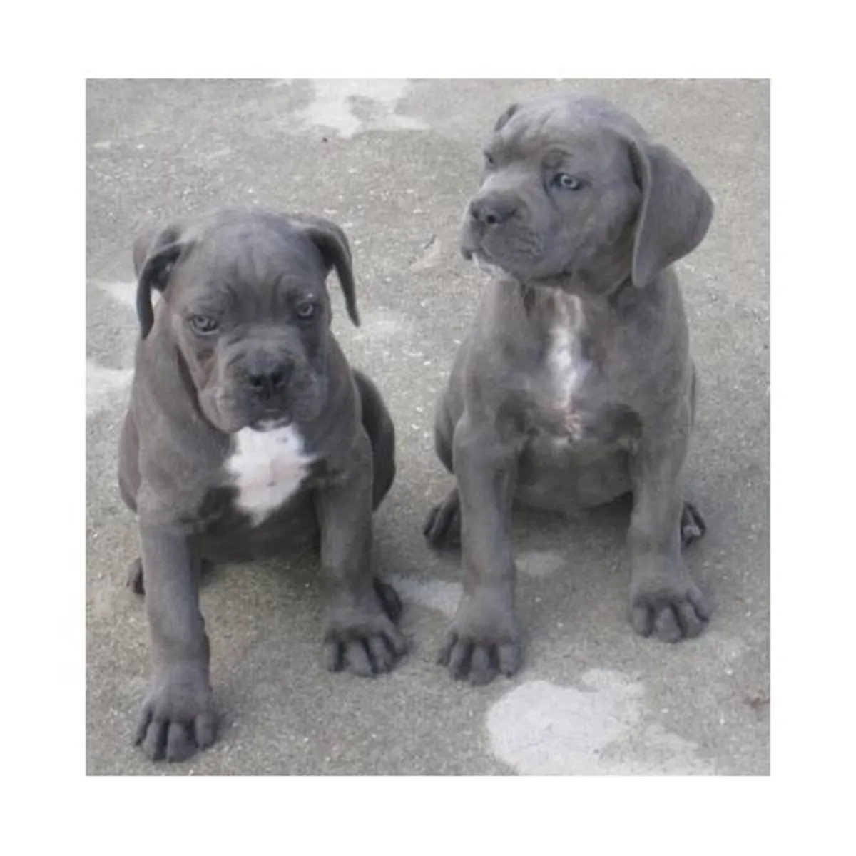 出售可爱的卡斯罗犬幼犬，公母都有。