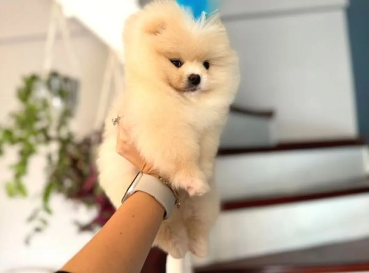 Chiot Pomeranian mâle élevé en environnement familial