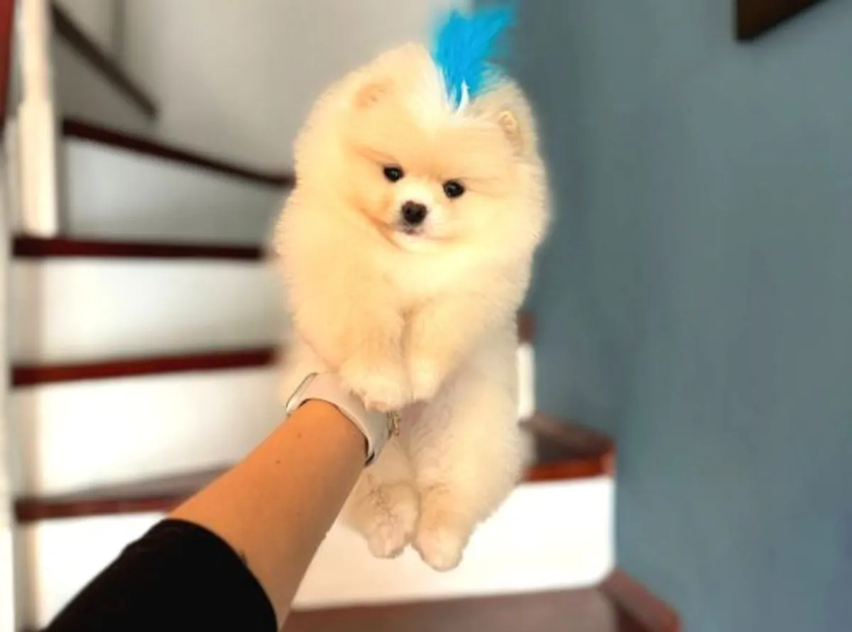 Chiot Pomeranian mâle élevé en environnement familial