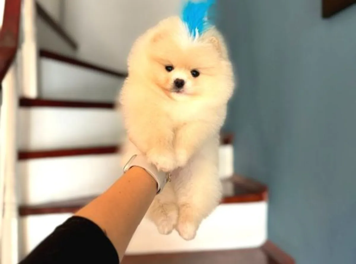 Chiot Pomeranian mâle élevé en environnement familial