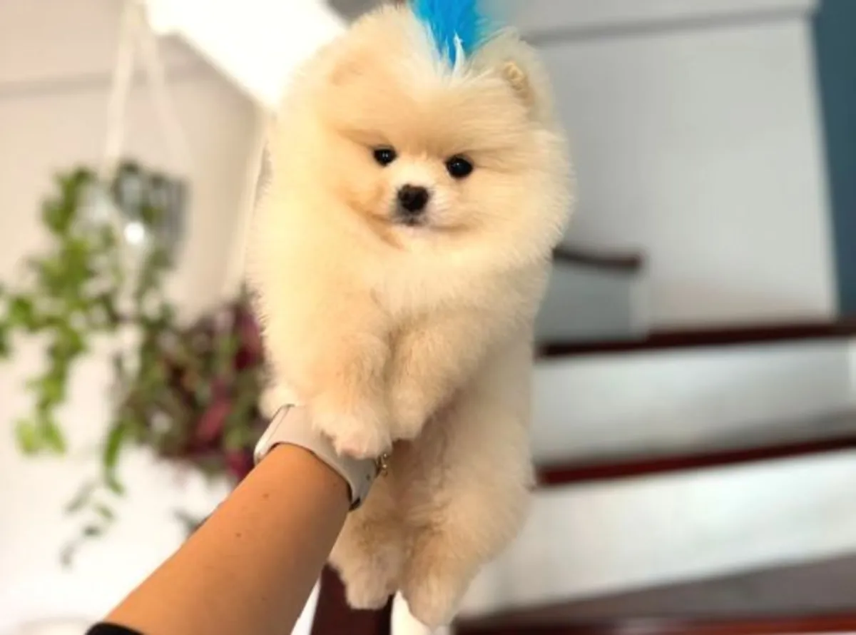 Chiot Pomeranian mâle élevé en environnement familial