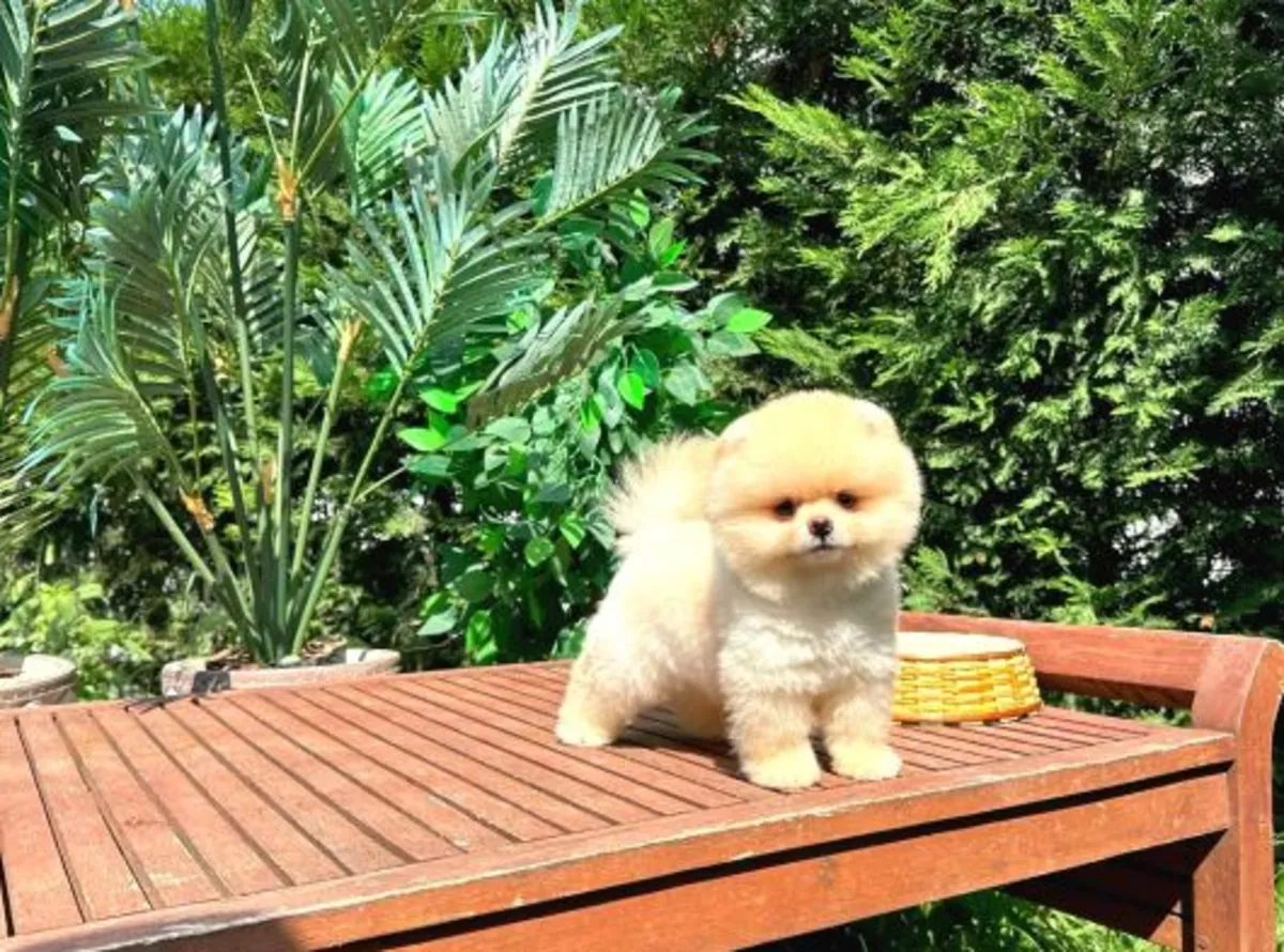 Magnifique femelle Pomeranian douce et sociable