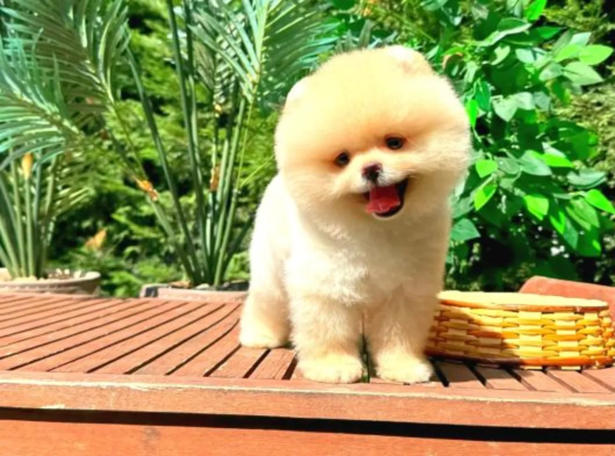 Magnifique femelle Pomeranian douce et sociable