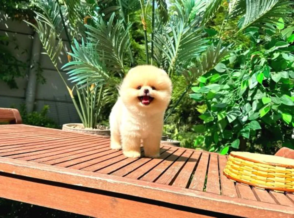 Magnifique femelle Pomeranian douce et sociable