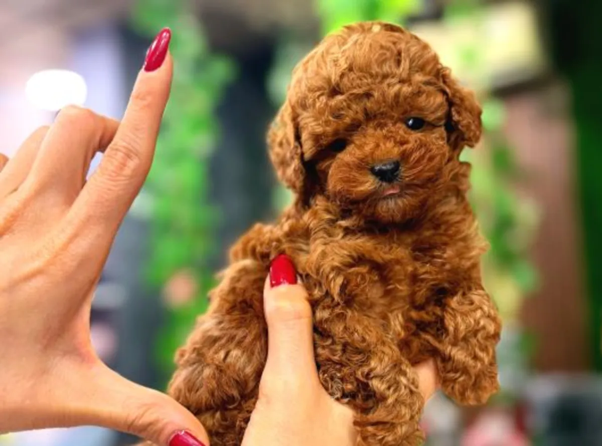 Chiot Toy Poodle mâle intelligent et bien équilibré