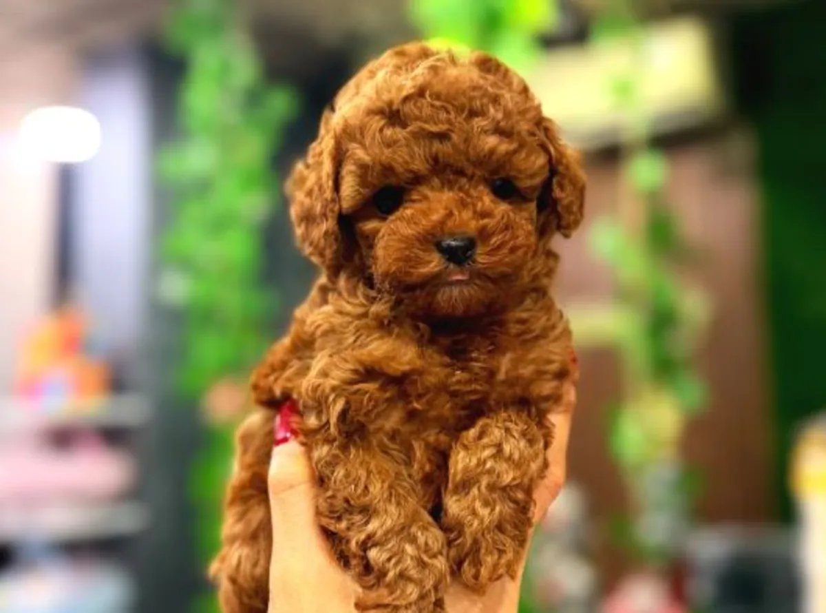 Chiot Toy Poodle mâle intelligent et bien équilibré