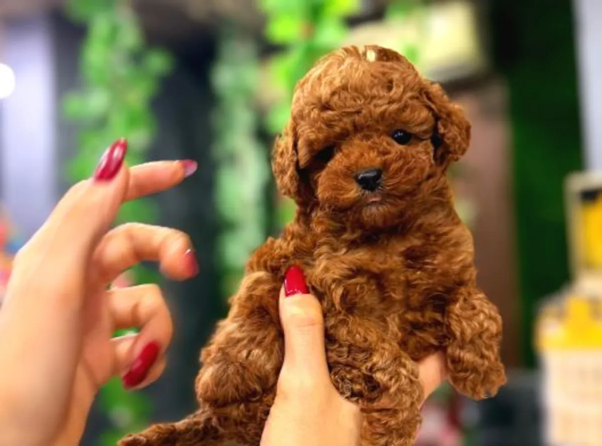 Chiot Toy Poodle mâle intelligent et bien équilibré