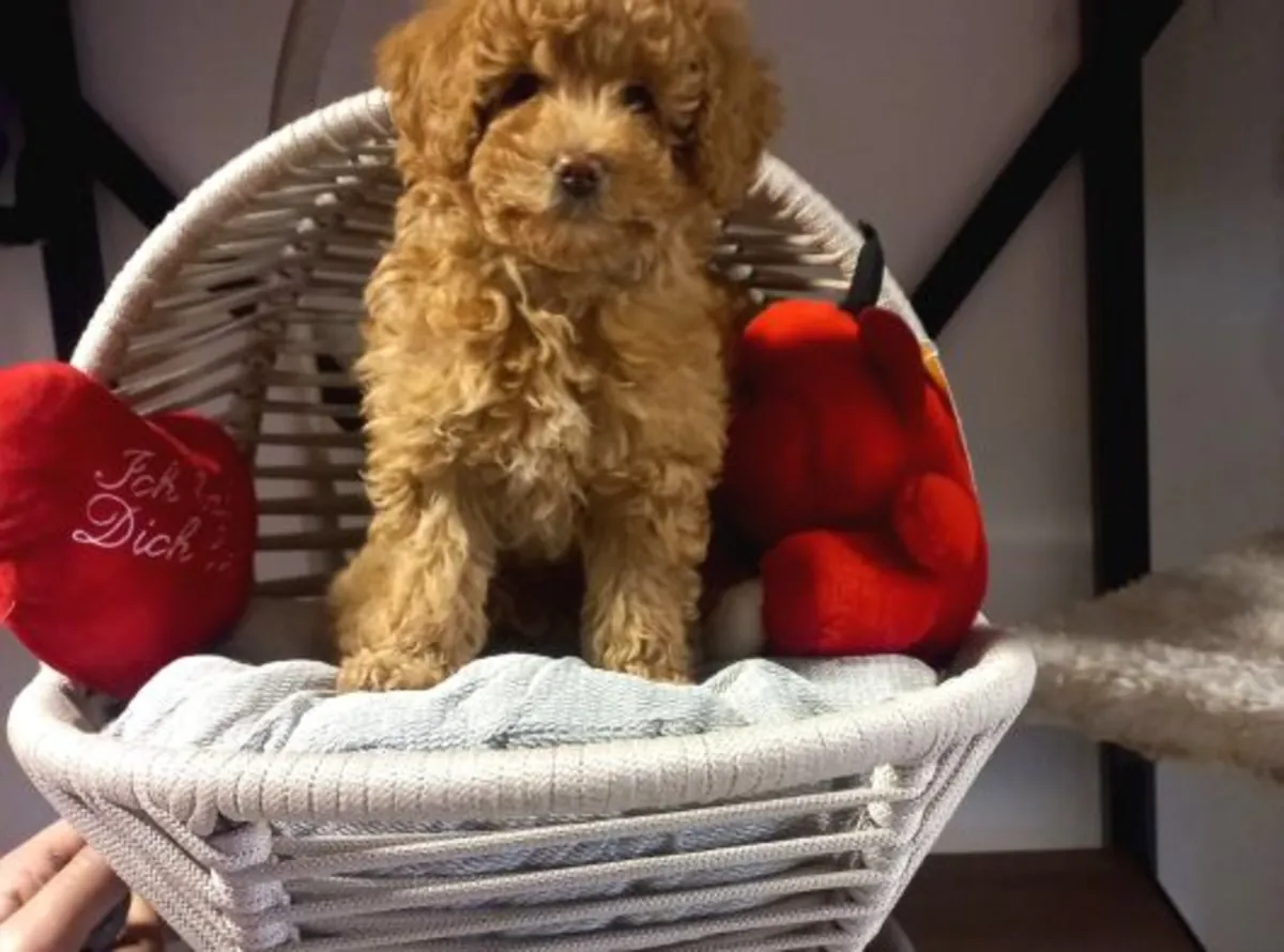 Adorable femelle Poodle très proche de l’humain