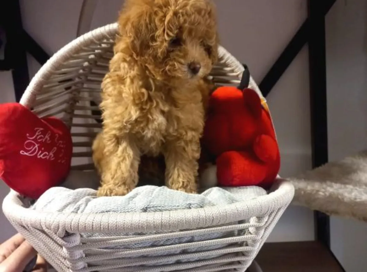 Adorable femelle Poodle très proche de l’humain