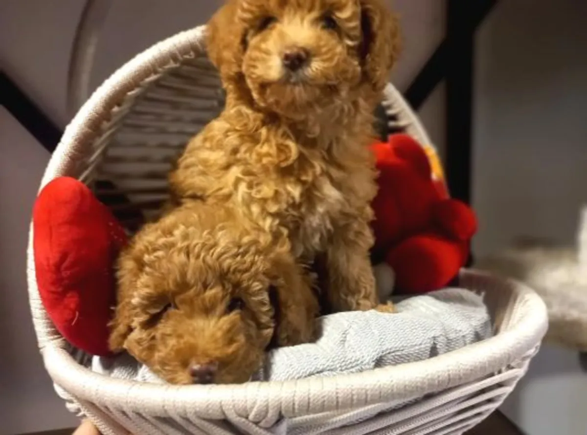 Adorable femelle Poodle très proche de l’humain