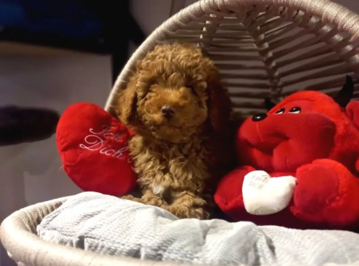 Adorable femelle Poodle très proche de l’humain