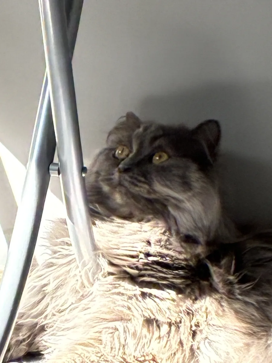 Se busca un hogar definitivo para una gata gris esterilizada de 2 años de edad.