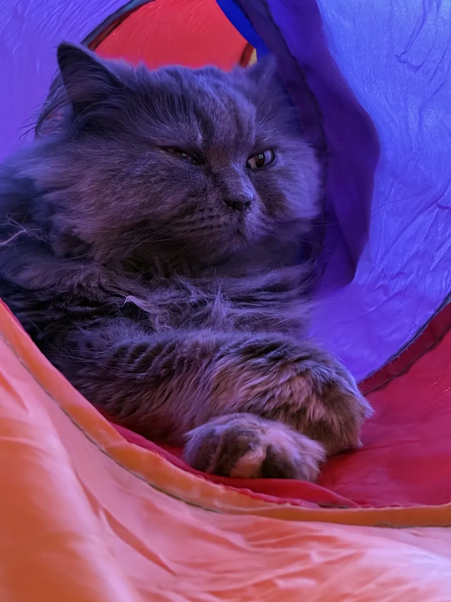 Se busca un hogar definitivo para una gata gris esterilizada de 2 años de edad.