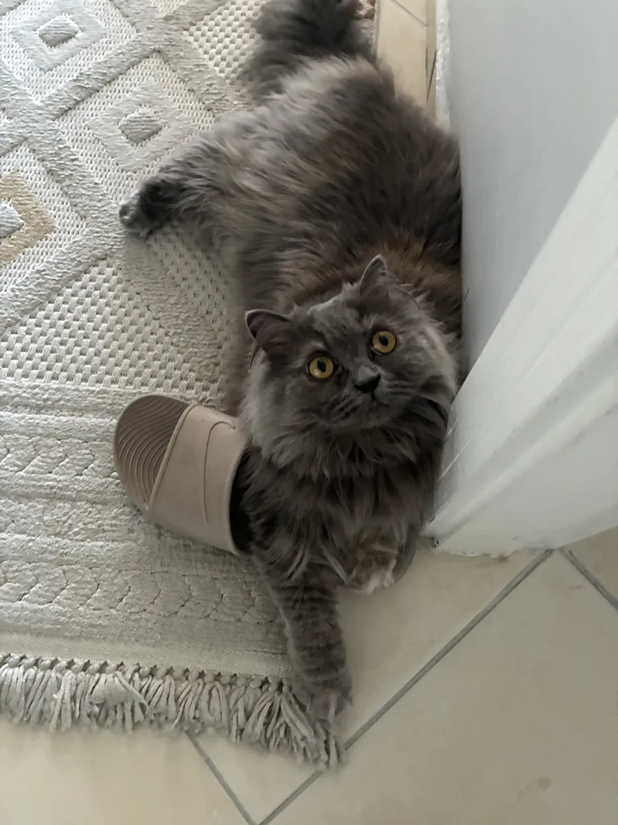 Se busca un hogar definitivo para una gata gris esterilizada de 2 años de edad.