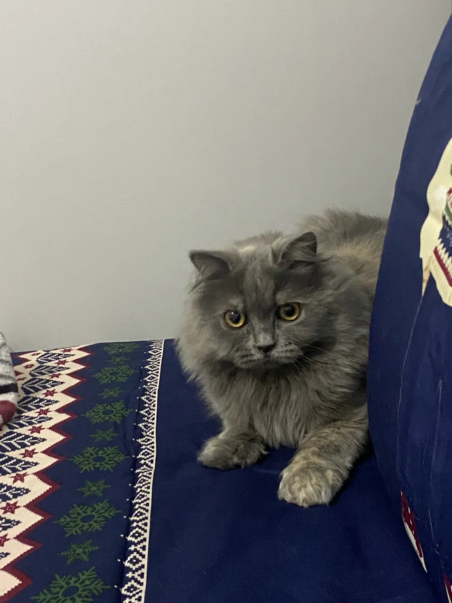 2 yaşında, kısır, dişi gri kedimiz için ömürlük ve sevgi dolu bir yuva arıyoruz.